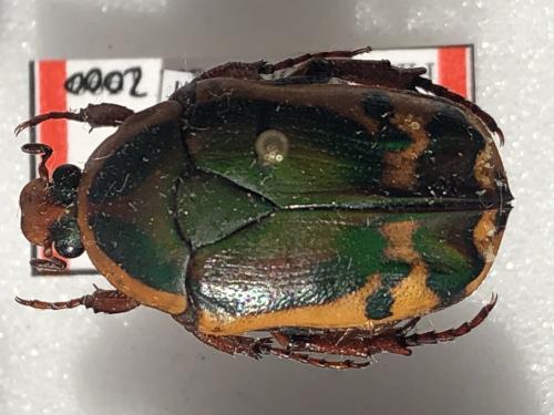 Pachnoda viridana karinae