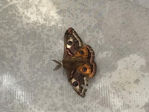 Réf. 356 607 : Saturnia pavonia