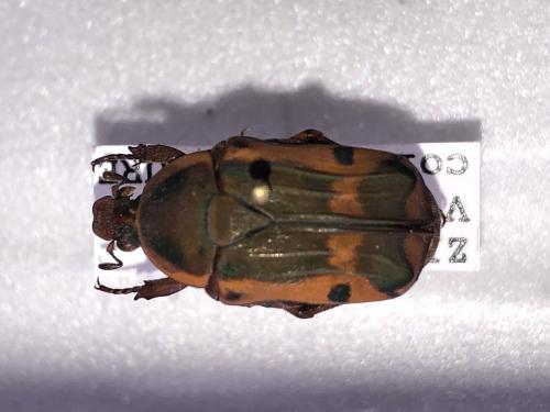 Réf. 356 206 : Pachnoda allardi