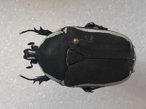 Réf. 356 569 : Paleopragma cabellai