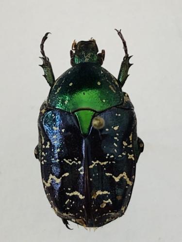 Réf. 356 599 : Potosia cuprea