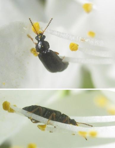 Réf. 356 665 : Eusphalerum sp.