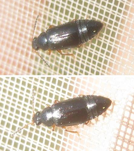 Réf. 356 664 : Eusphalerum sp.