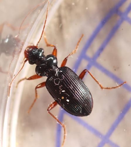 Leistus fulvibarbis