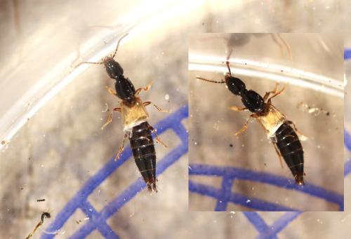 Othius laeviusculus