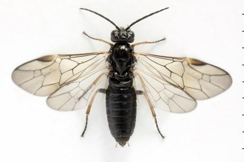 Réf. 356 333 : Euura viduata