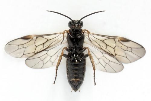 Réf. 356 334 : Euura viduata