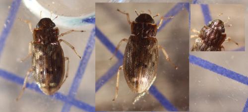 Helophorus sp.