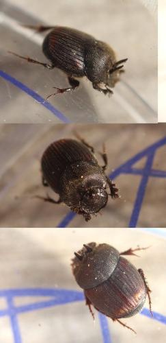 Onthophagus furcatus