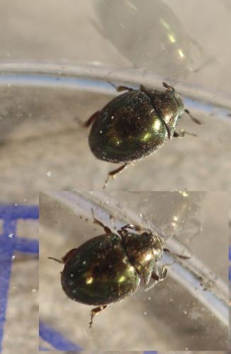 Réf. 356 603 : Lamprobyrrhulus nitidus