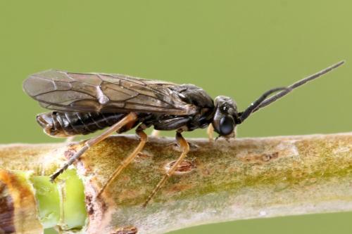 Réf. 356 388 : Euura viduata