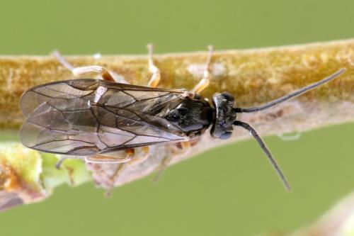 Réf. 356 389 : Euura viduata