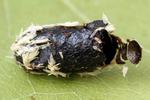 Réf. 356 183 : Euura poecilonota