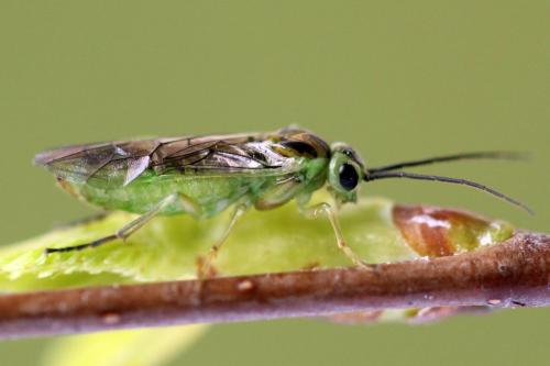 Réf. 356 184 : Euura poecilonota