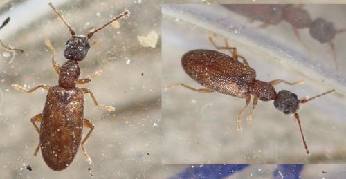 Endomia tenuicollis