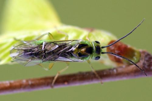 Réf. 356 185 : Euura poecilonota