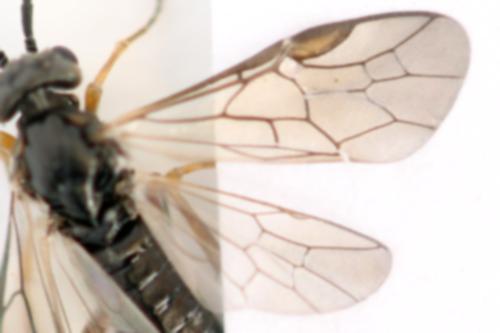 Réf. 356 398 : Euura viduata