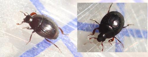 Kissister minimus