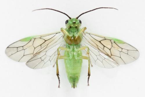 Euura poecilonota