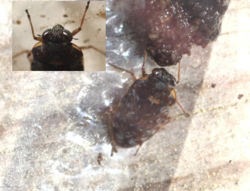 Ochterus marginatus