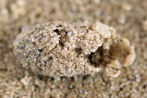 Réf. 356 106 : Rhogogaster scalaris