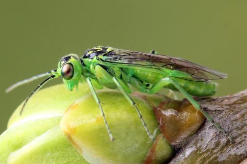 Réf. 356 107 : Rhogogaster scalaris