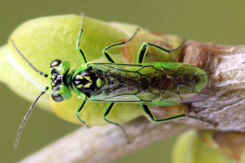 Réf. 356 108 : Rhogogaster scalaris