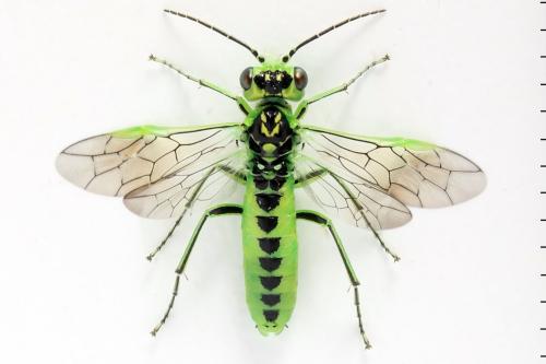 Réf. 356 109 : Rhogogaster scalaris