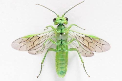 Réf. 356 110 : Rhogogaster scalaris