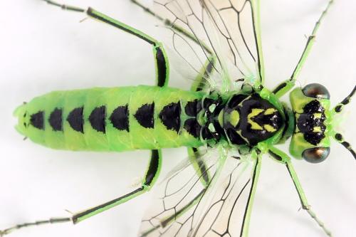 Réf. 356 111 : Rhogogaster scalaris