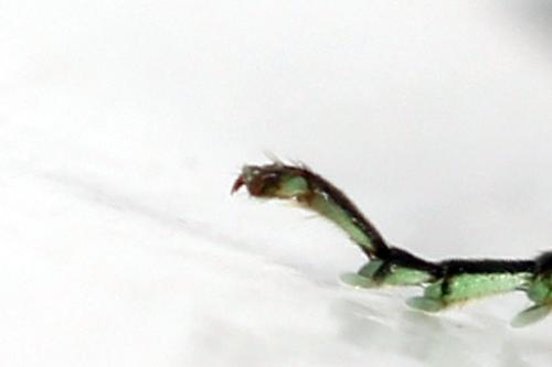 Réf. 356 114 : Rhogogaster scalaris