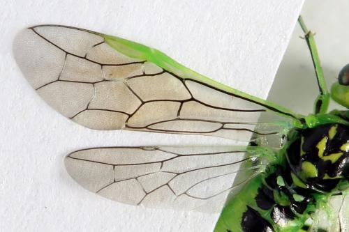 Réf. 356 115 : Rhogogaster scalaris
