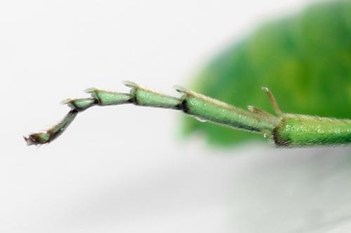 Réf. 356 117 : Rhogogaster scalaris