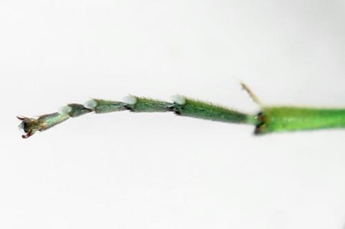 Réf. 356 118 : Rhogogaster scalaris