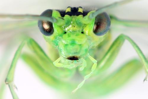 Réf. 356 120 : Rhogogaster scalaris