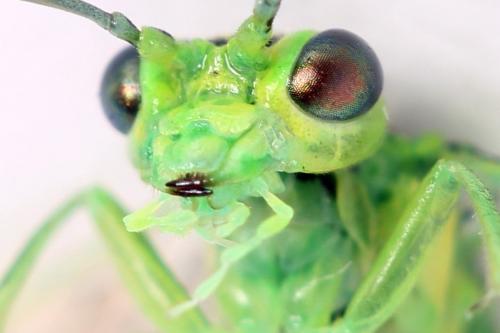 Réf. 356 121 : Rhogogaster scalaris