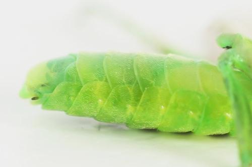 Réf. 356 122 : Rhogogaster scalaris