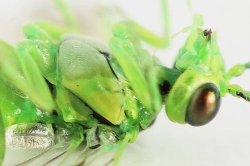 Réf. 356 123 : Rhogogaster scalaris