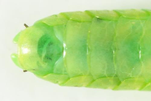 Réf. 356 125 : Rhogogaster scalaris