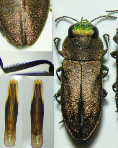 Réf. 356 845 : Anthaxia mendizabali