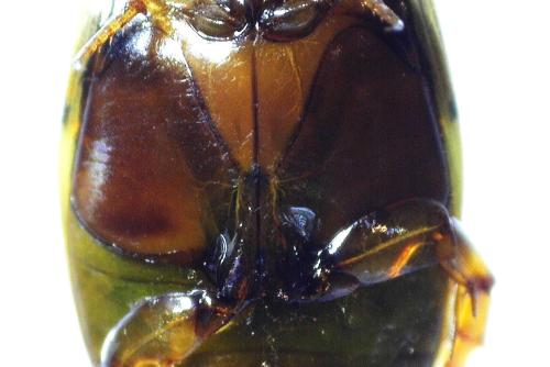 Laccophilus sp.