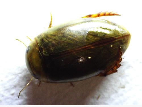 Laccophilus sp.
