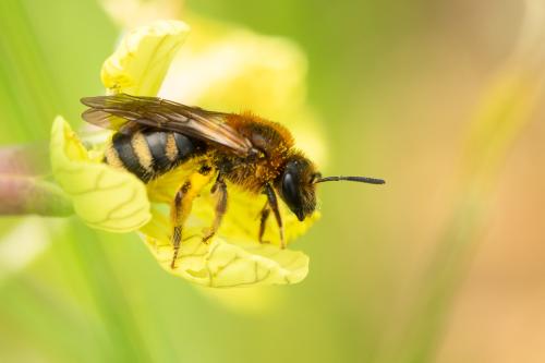 Lasioglossum laevigatum