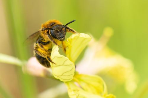 Lasioglossum laevigatum