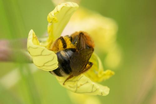 Lasioglossum laevigatum