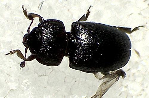 Meligethinae