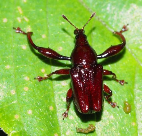 Réf. 356 679 : Neoeuscelus sp.