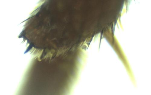 Réf. 356 499 : Nomada lathburiana