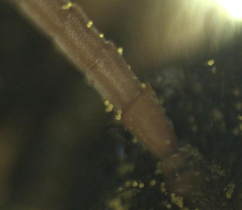 Réf. 356 500 : Nomada lathburiana