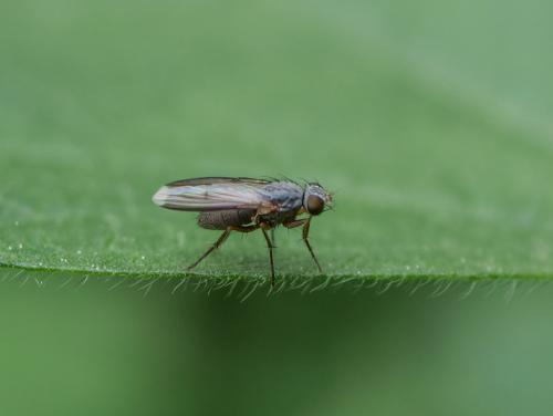 Réf. 356 240 : Orchisia costata